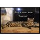 PatchofHeaven , Bengalkatze - Kater
