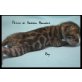 PatchofHeaven Bengalkitten, Bengalkatze - Kater