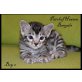 PatchofHeaven Bengals, Bengalkatze - Kater
