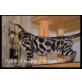 PatchofHeaven ' HotSpot', Bengalkatze - Kater