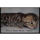 PatchofHeaven Kitten, Bengalkatze - Katze