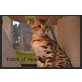 PatchofHeaven'Miro'und'Monet', Bengalkatze - Kater