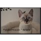 PatchofHeaven ' Snow Babys', Bengalkatze - Katze