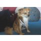 Patchy, Chihuahua-Papillon Mix - Rüde