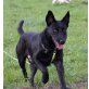 Pather, ein Traumhund! - Rüde