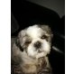Pati, Shih Tzu - Hündin