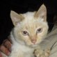 Pati, Siamesen - Kater