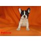 Patricia,Paula,Peggi, Französische Bulldogge Welpen - Hündin