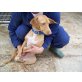 Patricia, Pharaonenhund Mix - Hündin