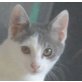 Patrick, Mischling - Kater