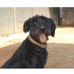 Patrizia, Riesen Schnauzer (Mix?) - Hündin