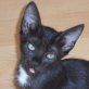 Patrizia, schwarz/weiße - Katze