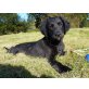 Patschi, Labrador - Schäfermischling Welpen - Rüde