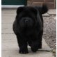 Patsy, schwarze Chow-Chow-Kurzhaarhündin, Chow-Chow Welpen - Hündin