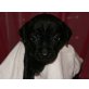 Patterdale-Terrier - Hündin