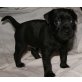 Patterdale-Terrier - Rüde