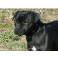 Patterdale-Terrier Welpen - Hündin