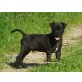 Patterdale-Terrier Welpen - Rüde
