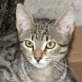 Patty, Tiger - Katze