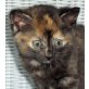 Patty, bunte - Katze