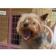 Patxi, ein Schatz, Yorkshire Terrier - Rüde
