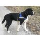 Paul, Bernersennenhund = Labrador - Rüde