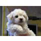 Paul, Bichon Frisé Welpen - Rüde