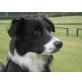 Paul, BorderCollie-Australien Sheppard - Rüde