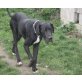 Paul, Deutsche Dogge - Rüde