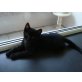 Paul, Europäische Kurzhaarkatze - Kater