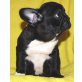 Paul, Französische Bulldogge Welpen - Rüde