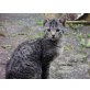Paul, Handaufzucht - Kater