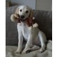 Paul, Labrador Retriever Welpen - Rüde