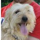 Paul, Maltereser Yorkie Mix - Rüde