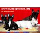 Paul,Patrik,Playboy, Französische Bulldogge Welpen - Rüde