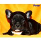 Paul,Patrik,Playboy, Französische Bulldogge Welpen - Rüde