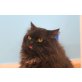Paul, einfach nur lieb - Kater