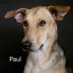 Paul - lieb,freundl,fröhl,schmusig, hunde/katzenverträgl, Mischling - Rüde