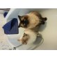 Paul und Felix, Ragdoll - Kater