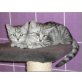 Paul und Paula, EKH - Kater