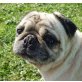 Paula 3, Mops-Hündin - Hündin