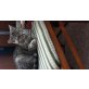 Paula, Britisch Kurzhaarkatze - Katze