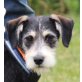 Paula, Griffon Mix Welpen - Hündin