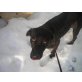 Paula, Labrador Retriever - Hündin