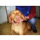 Paula, Magyar Vizsla - Hündin