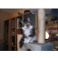Paula, Maine Coon - Katze
