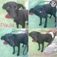 Paula, Mischling - Hündin