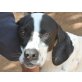 Paula, Pointer - Hündin