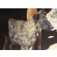 Paula  Prinzessin sucht ein königlich, Podenco Mix - Hündin