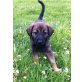 Paula, Svenja, Lotta, Holly, Balu, Bruno, Labrador-Malinois Welpen - Hündin